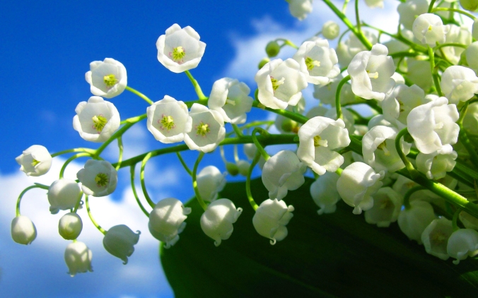 408546-lily-of-the-valley
